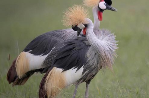 Kinazi Boat Rental | Wildlife friendly safari