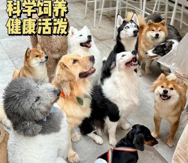 Nanshan House | Woah Puppy Home Guesthouse Woah小狗之家民宿