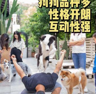 Nanshan House | Woah Puppy Home Guesthouse Woah小狗之家民宿