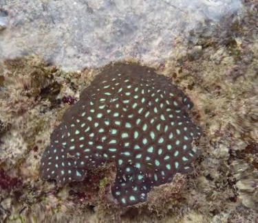 Yenbeser House | Wobbegong Homestay