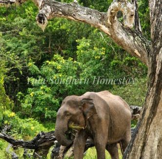 Yodakandiya House | Yala Southern Homestay