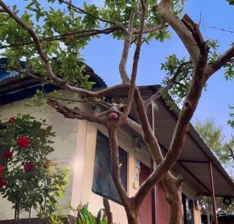 Bhaktapur House | Yoga Patshala Homestay