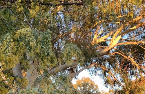 Pomonal Cottage | Your Grampians Getaway Starts Here!