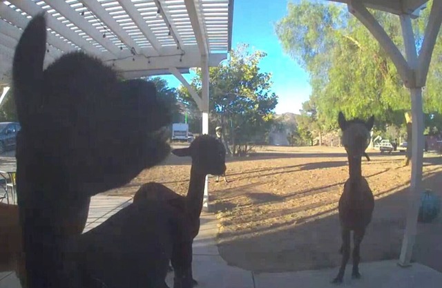 Alpaca Rustic Ranch-peaceful & breathtaking views