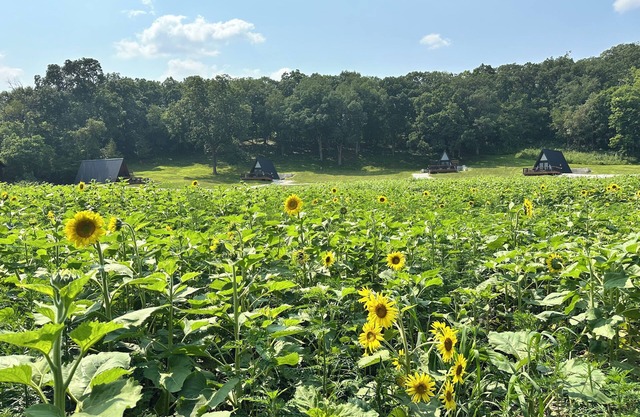 Cabin 2: Discover our good nature at The Wildflower