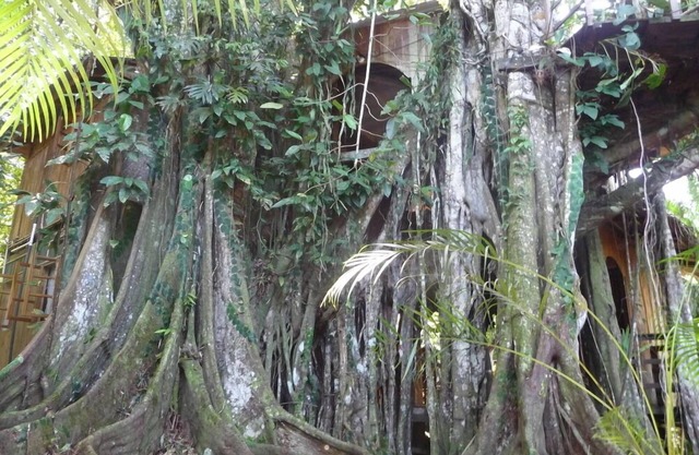 caribbean jungle tree house