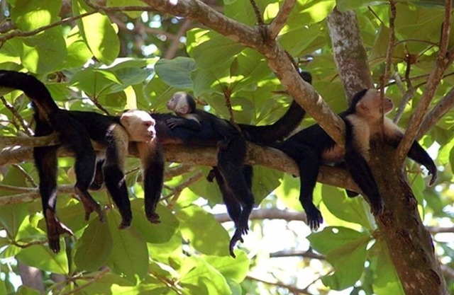 Casa Tres Monos- Stunning Garden/Beach Wildlife Viewing