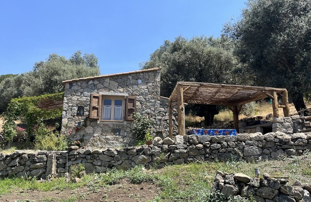 Caseddu charming, small typical Corsican sheep