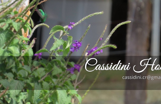 * Cassidini House *