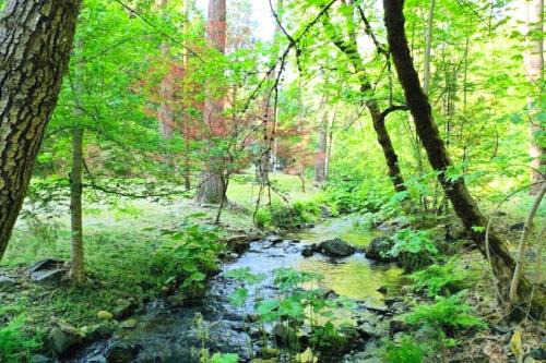 Charming cabin with private creek