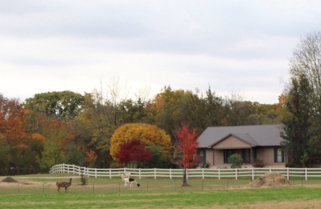 COUNTRY HOME WITH LLAMAS JUST OUTSIDE THE WINDOWS!