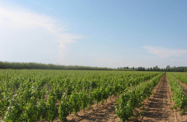 Domaine La Yole Wine Resort