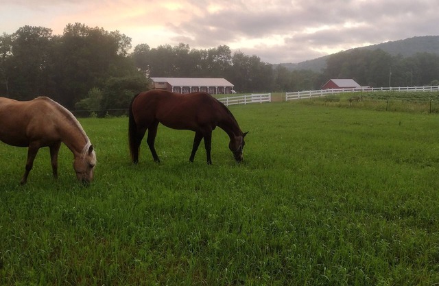 Elegant Country Retreat on Gorgeous Horse Farm, 10 min from Cooperstown! Rm #1