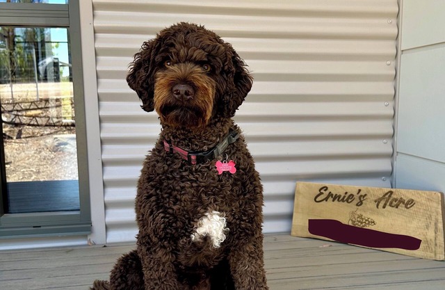 Ernie's Acre, sit back and relax in this calm, stylish space, pet friendly.