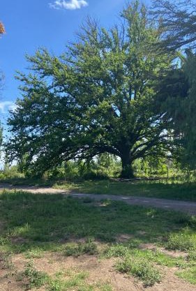 Finca Macalicia