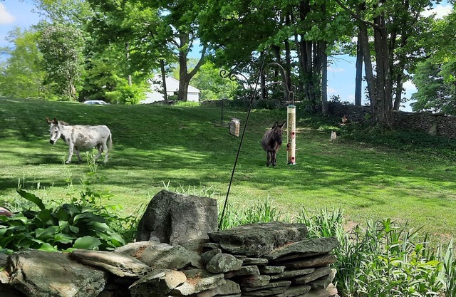 Foxglove Cottage - A Country Retreat
