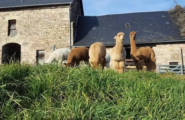 Gîte de France 3 ears alpacas - Gîte de France 12 people