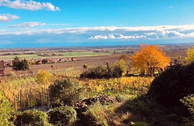 Gîte Origin route des vins d'Alsace