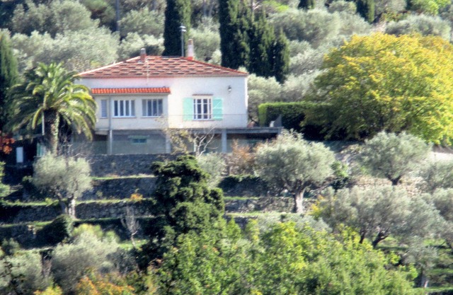 green cedar. a preservé environment