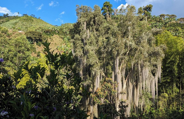 Immerse yourself in Colombian paradise at our mountaintop coffee farm in Jardín