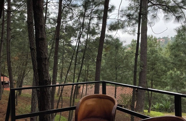 Immersed in the Mazamitla Forest.