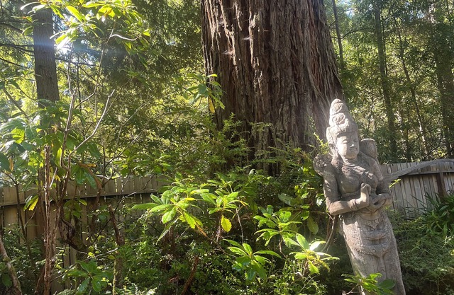 Lovely Garden Cottage nestled in the Redwoods just minutes to Village & Ocean.