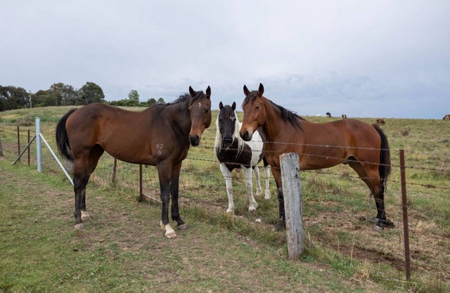 Luxury Romantic Farm Stay, Feed the horses roam the acreage 12 mins to Orange