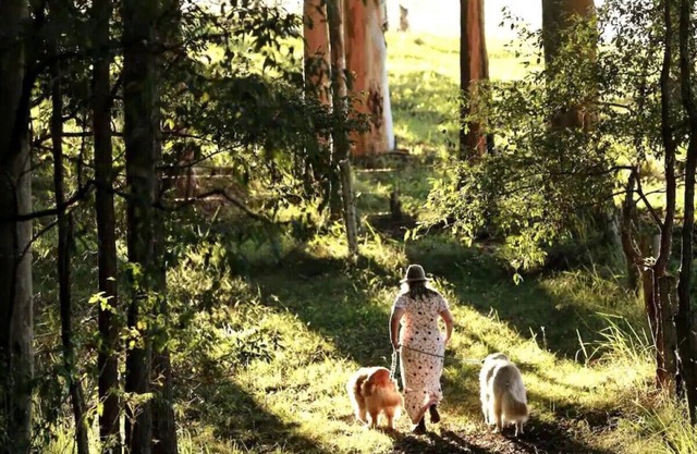 Misty Valley CabinnPet Friendly Getaway