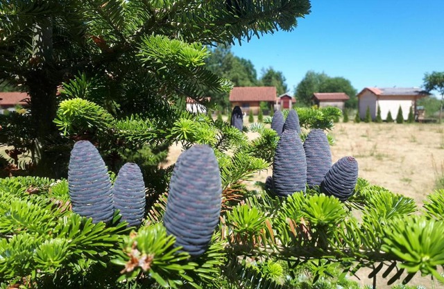 Päevatalu Camping