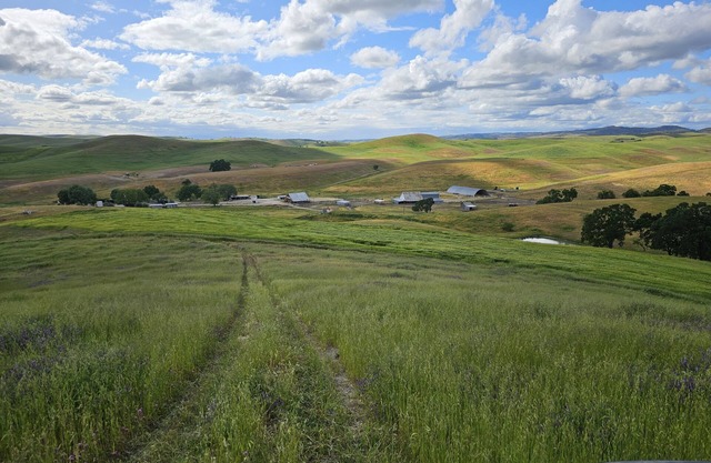 Paso Robles Ultimate Farm Stay! Country Oasis! Very Unique!