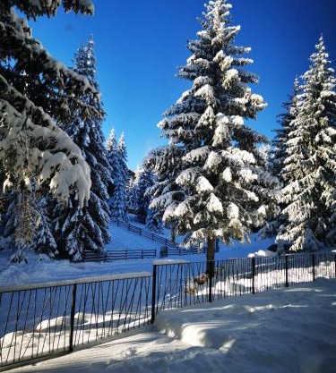 PineTree Jahorina
