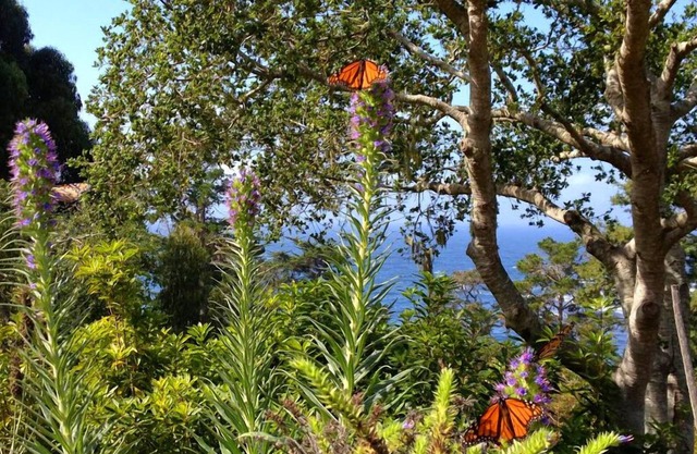 Pristine Nature & Ocean Views Next To The Highlands Inn In Carmel Highlands