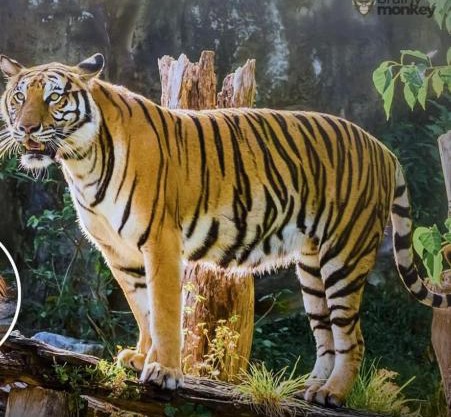 Ranthambore safari booking
