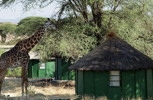 Safari and tours