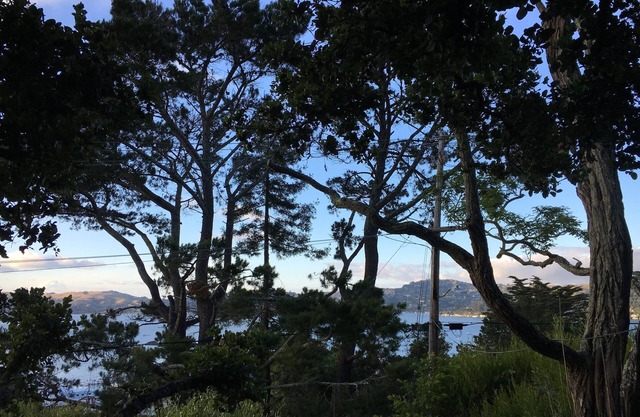 Serene Sausalito One-Bedroom In-law unit 20 minutes from San Francisco