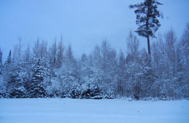 Shores of Deer Lake
