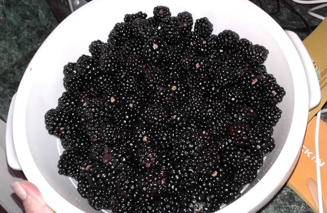 Stillhouse Hideaway on a Distillery and organic blueberry/blackberry farm