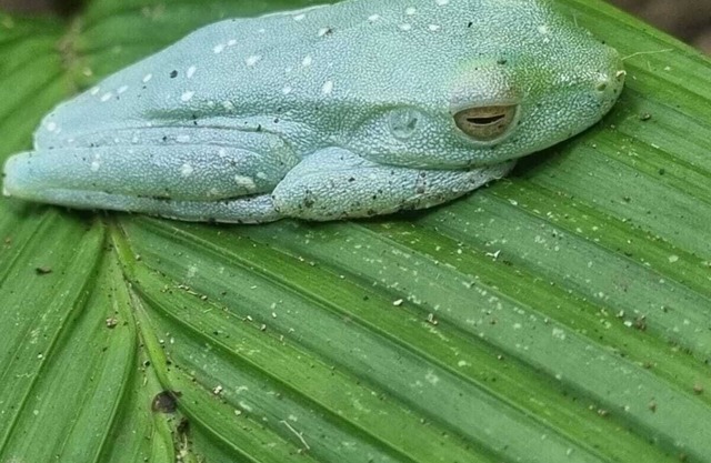 Tortuguero Villas, Mezcla la Elegancia con la Exhuberante Naturaleza