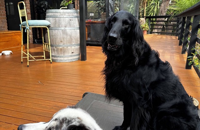 Ultra Dog Friendly Accommodation