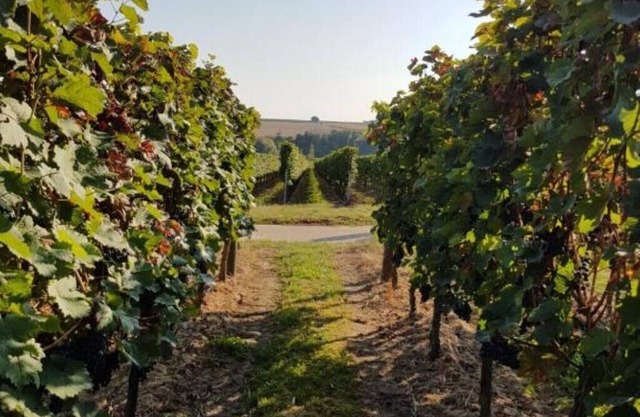 Weingut & Gästehaus Nagel - Holiday apartment with 3 bedrooms