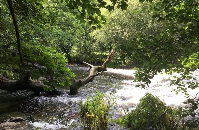 Whole House near Staverton Bridge on the River Dart & Dartington Estate & Totnes