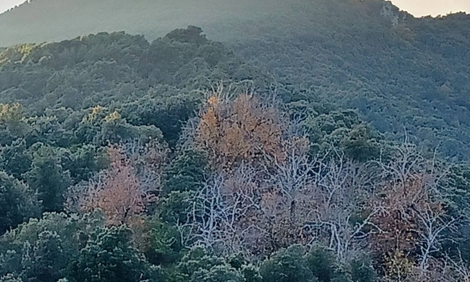 Carbini Apartment | à 650 Metres d Altitude au Cœur de l Alta Rocca Entre Porto Vecchio et Propriano