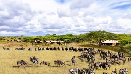 Bariadi Other | Africa Safari Serengeti Kusini