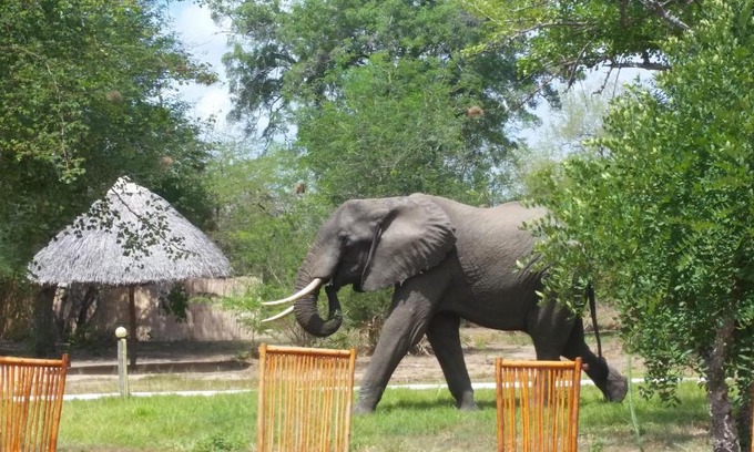 Selous Game Reserve Other | Africa Safari Selous Camping