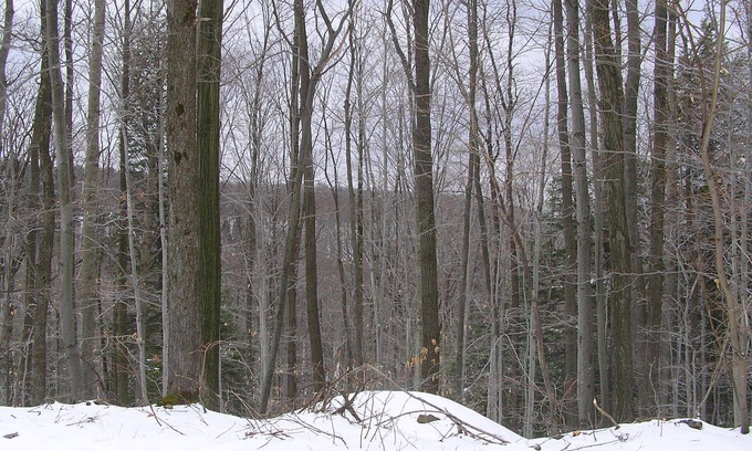 Salamanca House | Allegany State Park Rental in the Forest