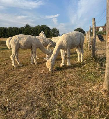 Charing House | Apple Blues Farm