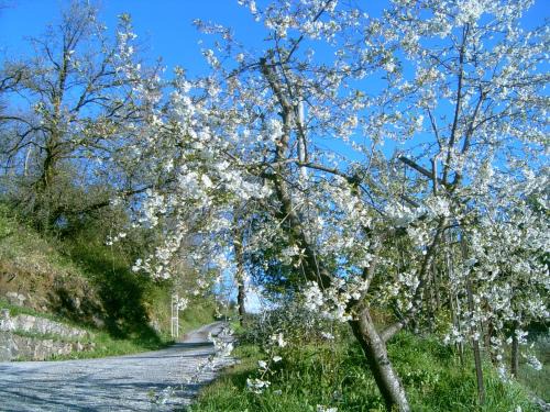 Bellegra House | B&B Casa Rosella - Country house