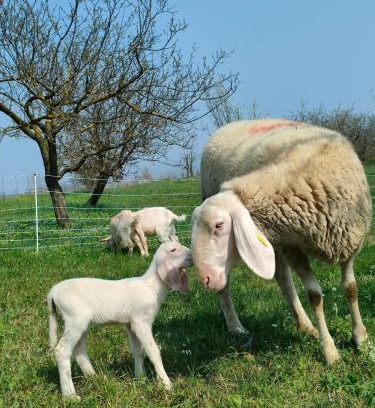 Piazzo House | B&B Naturin - Eco Farm
