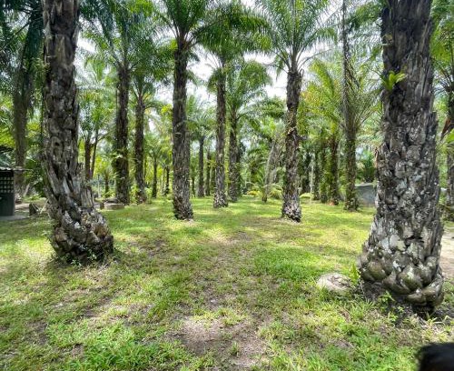 Palian Other | Baan Suan Na Nin Camping