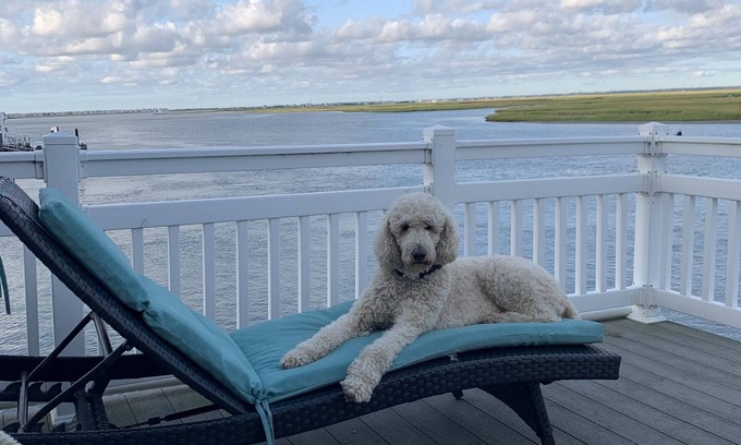 Townsend's Inlet Condo | Bay, Dock, Dog friendly Home . Short walk to the beach !